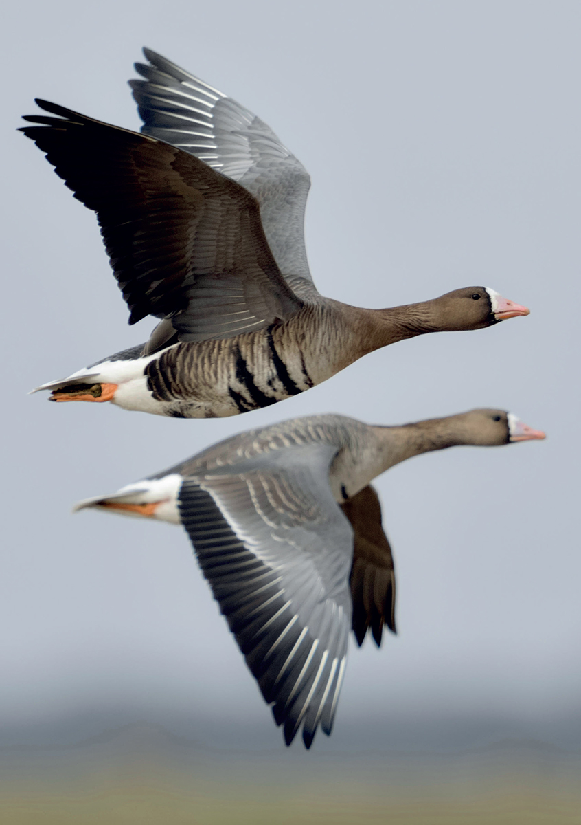 White- fronted Geese are native birds that visit the UK in winter They are - photo 5