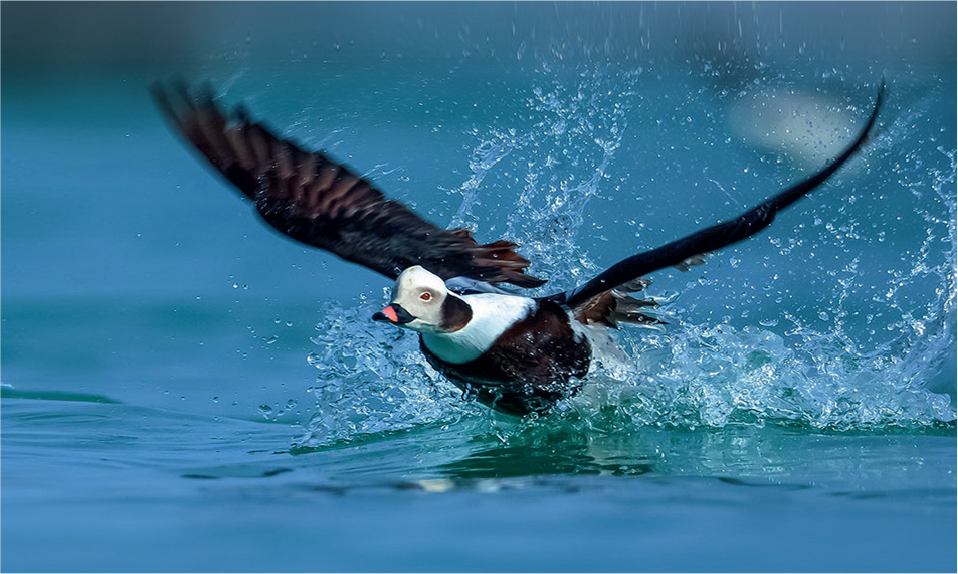 Long-tailed Ducks nest in the Arctic and visit our northern coasts in winter - photo 6