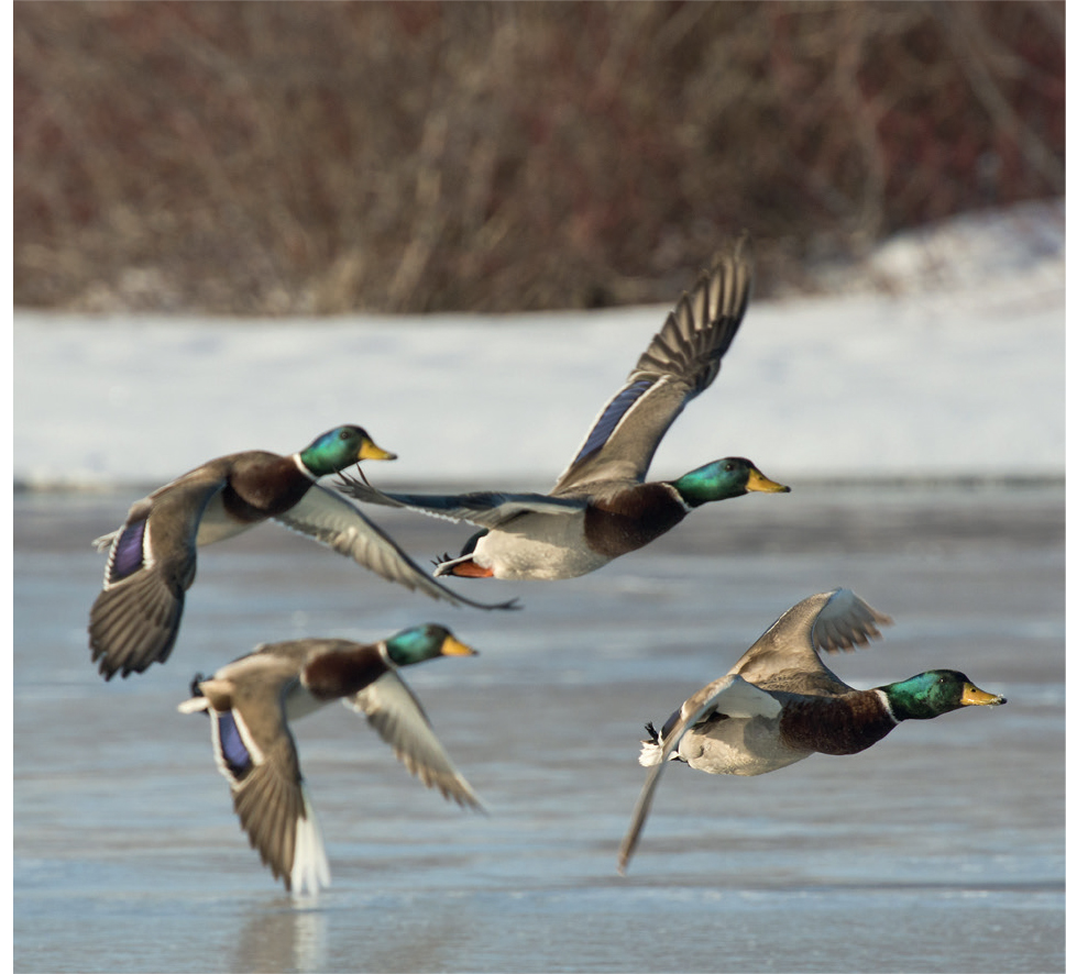 Drake male Mallards acquire their resplendent breeding plumage in early - photo 7