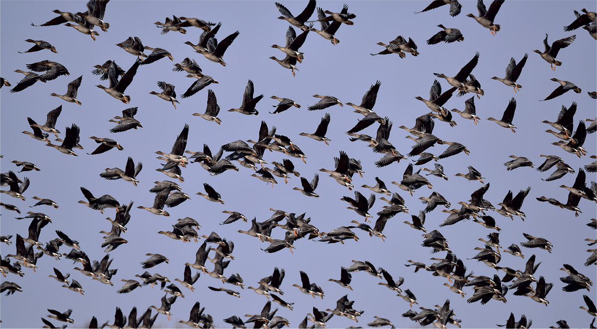 Tundra Bean Geese migrate from Russia to central Europe in winter though only - photo 8