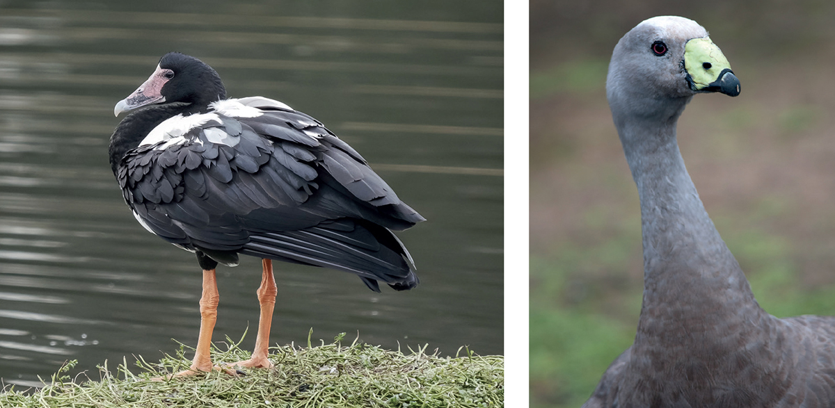 Its unusually long legs make the Magpie Goose left suited to a more - photo 9