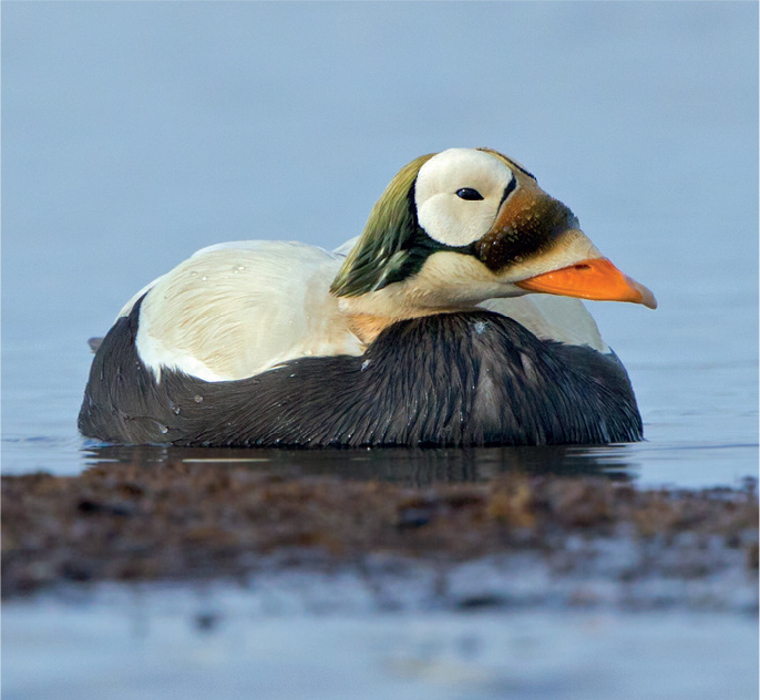 The Spectacled Eiders close evolutionary relationship to the Common Eider is - photo 10