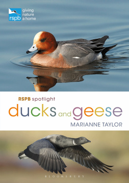 Marianne Taylor - RSPB Spotlight Ducks and Geese