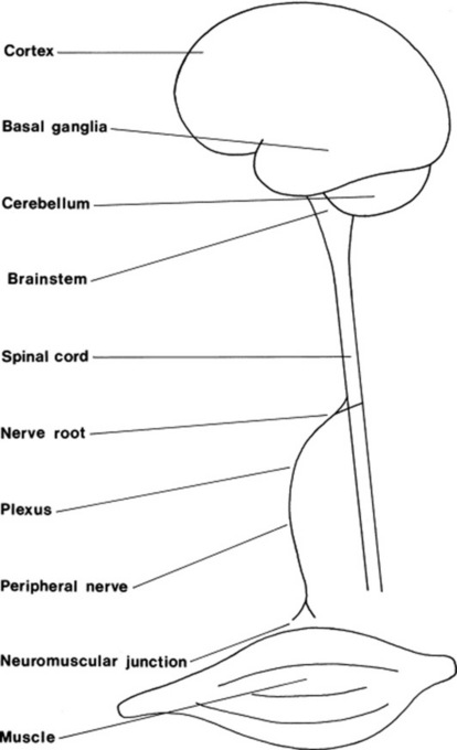 Figure 01 The levels of the nervous system Syndromal Do the clinical - photo 6