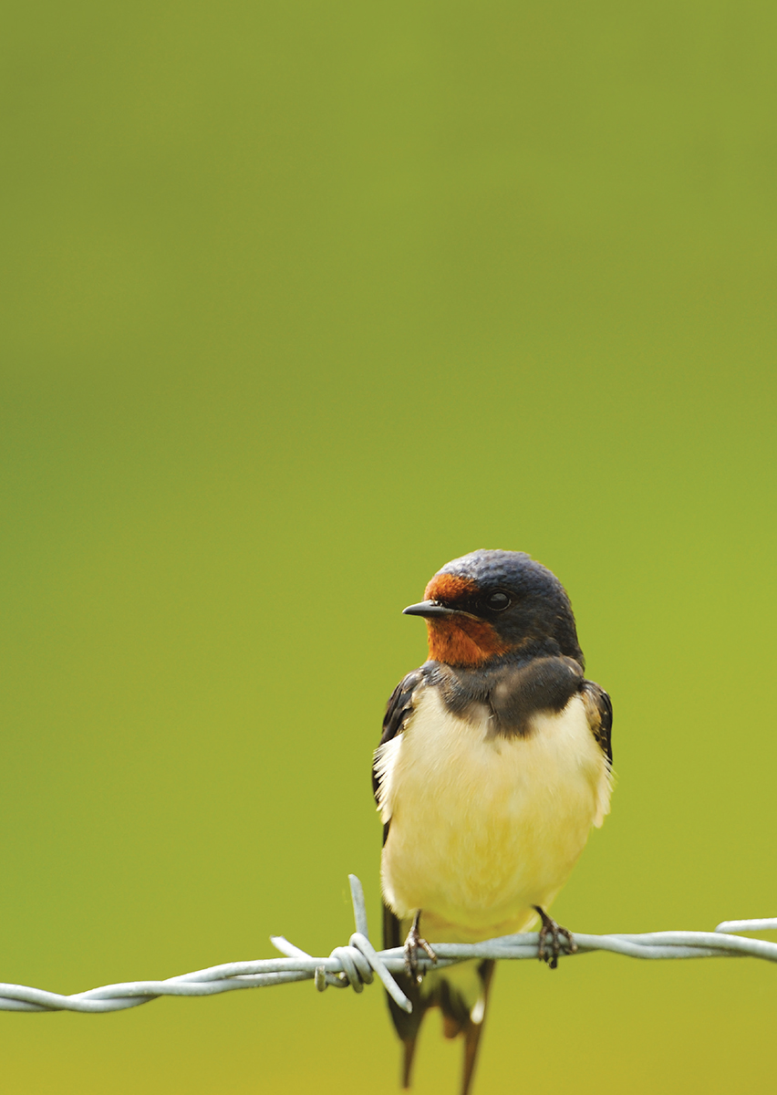 When a Swift is perched its exceptionally long wings project well beyond the - photo 3