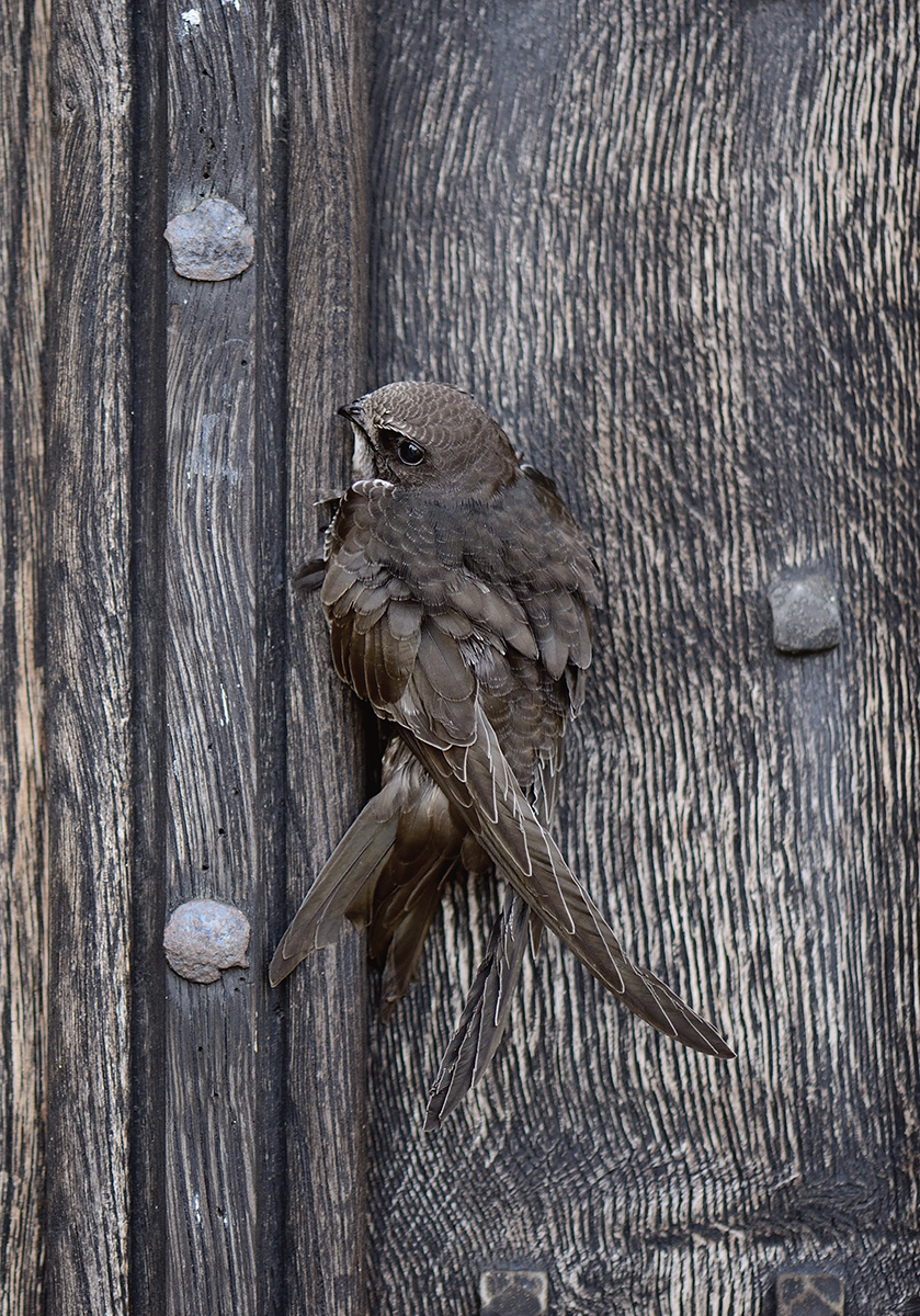 When a Swift is perched its exceptionally long wings project well beyond the - photo 4