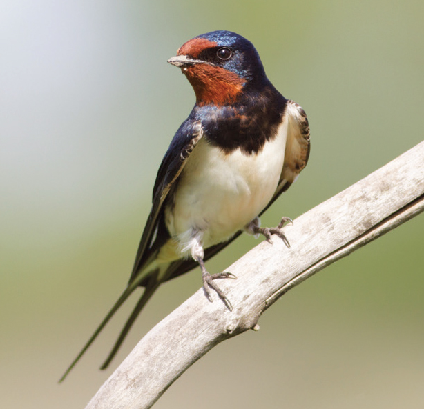 Unlike Swifts Swallows habitually settle on fences posts and other low - photo 5