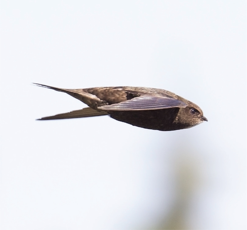 Seen from side-on a Swift reveals the aerodynamic lines of its body Growing - photo 6