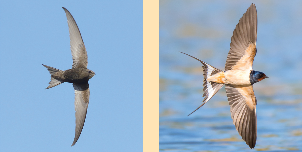 Both the Swift left and Swallow right share a similar aerodynamic profile - photo 7