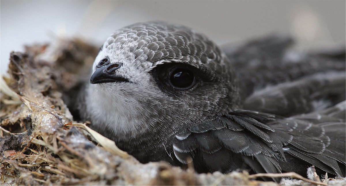 A close view of a Swift reveals the protective feathering that helps shield the - photo 8