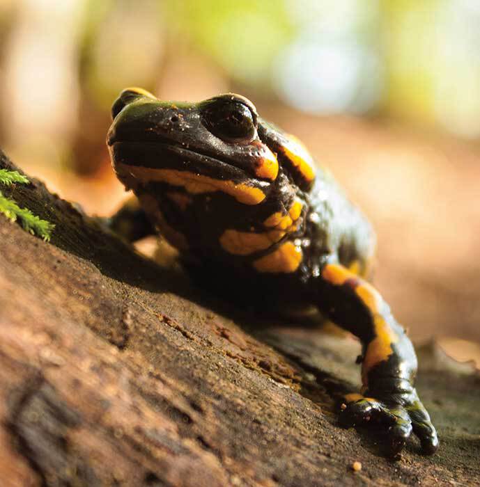 Fire Salamander Salamandra salamandra I have been obsessed with reptiles - photo 3