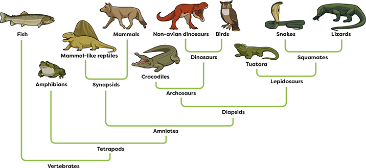 People from all around the world use different names for certain reptiles All - photo 5