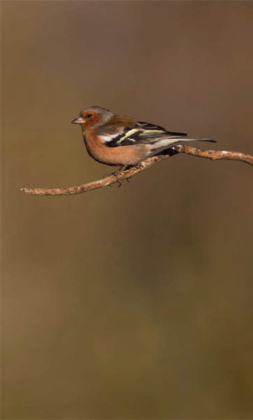 A male Chaffinch Introduction To some birdwatching might on the surface look - photo 8