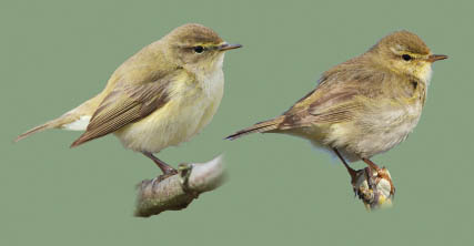 A Willow Warbler and a Chiffchaff a difficult identification challenge The - photo 9