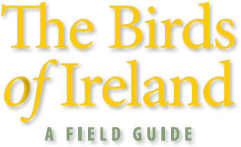 in association with BirdWatch Ireland Jim Wilson wildlife writer - photo 6