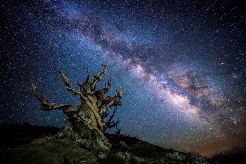 The Wisdom of the Ancients Ancient Bristlecone Pine Forest California White - photo 6