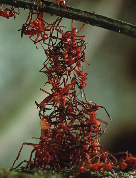 ENCYCLOPEDIA OF THEORETICAL ECOLOGY EDITED BY ALAN HASTINGS University of - photo 2