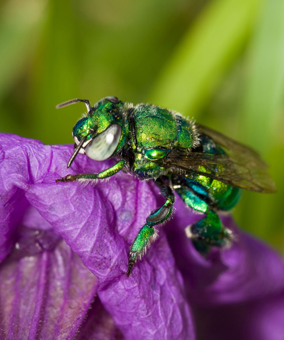 THE HARD-WORKING HONEY BEE There are about twenty thousand bee species in the - photo 5