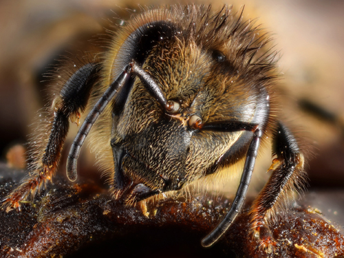 THE HARD-WORKING HONEY BEE There are about twenty thousand bee species in the - photo 6