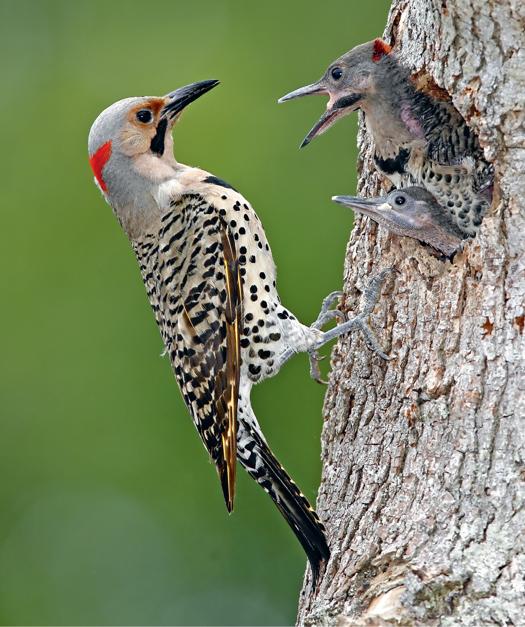 Flickers are large vocal woodpeckers whose chisel-like bills excavate nesting - photo 2