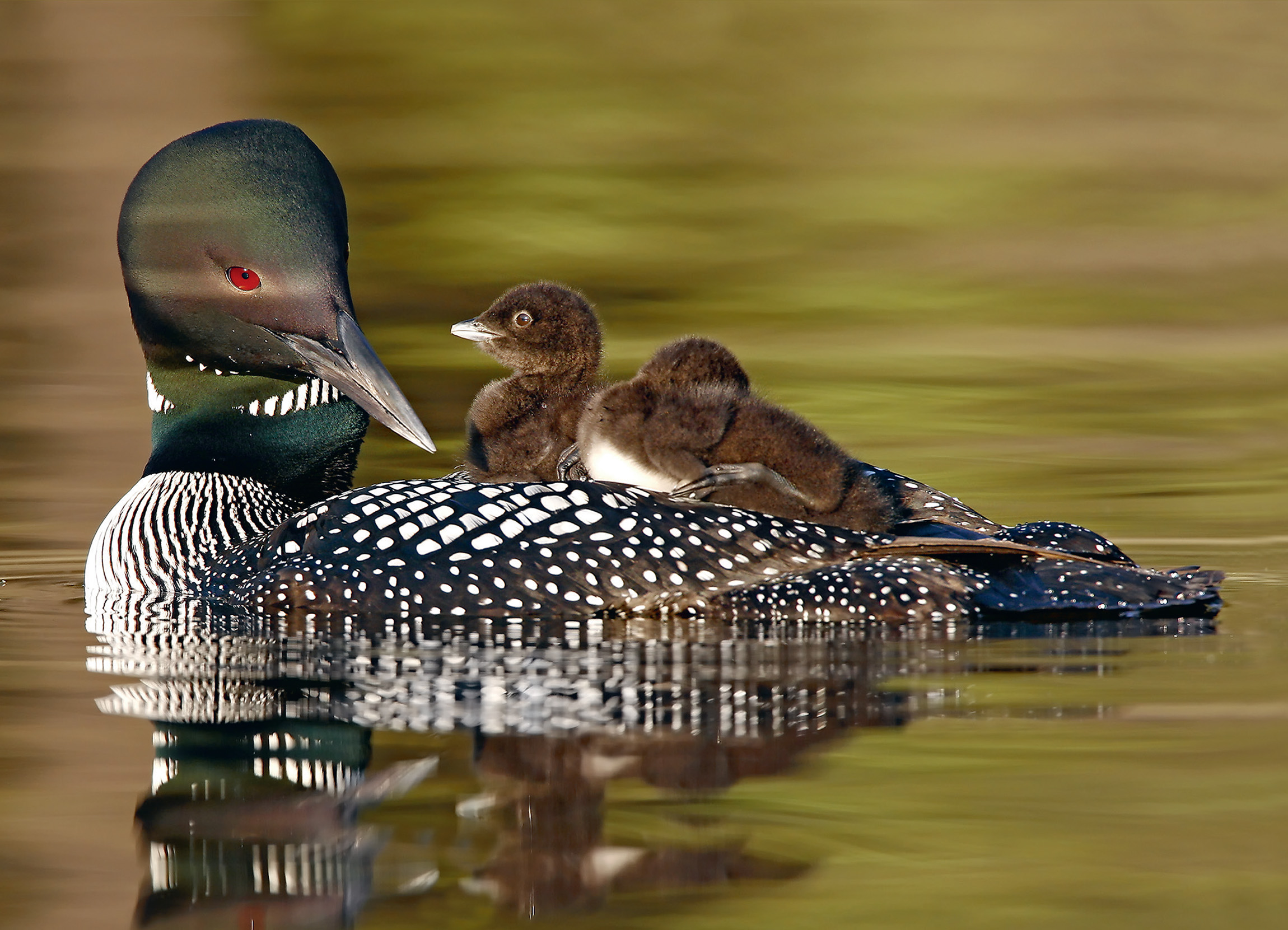 Anatidae Ducks Geese and Swans Arguably this is the most recognized bird - photo 3