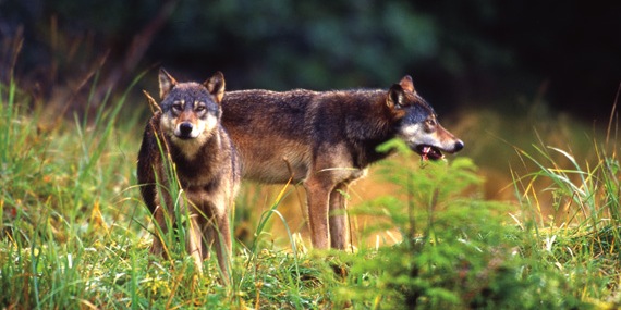 These two wolves belong to a pack conservationists have called the Fish Trap - photo 4