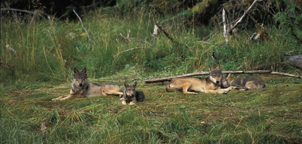 Wolves live in extended families called packs Each pack is led by one male and - photo 5