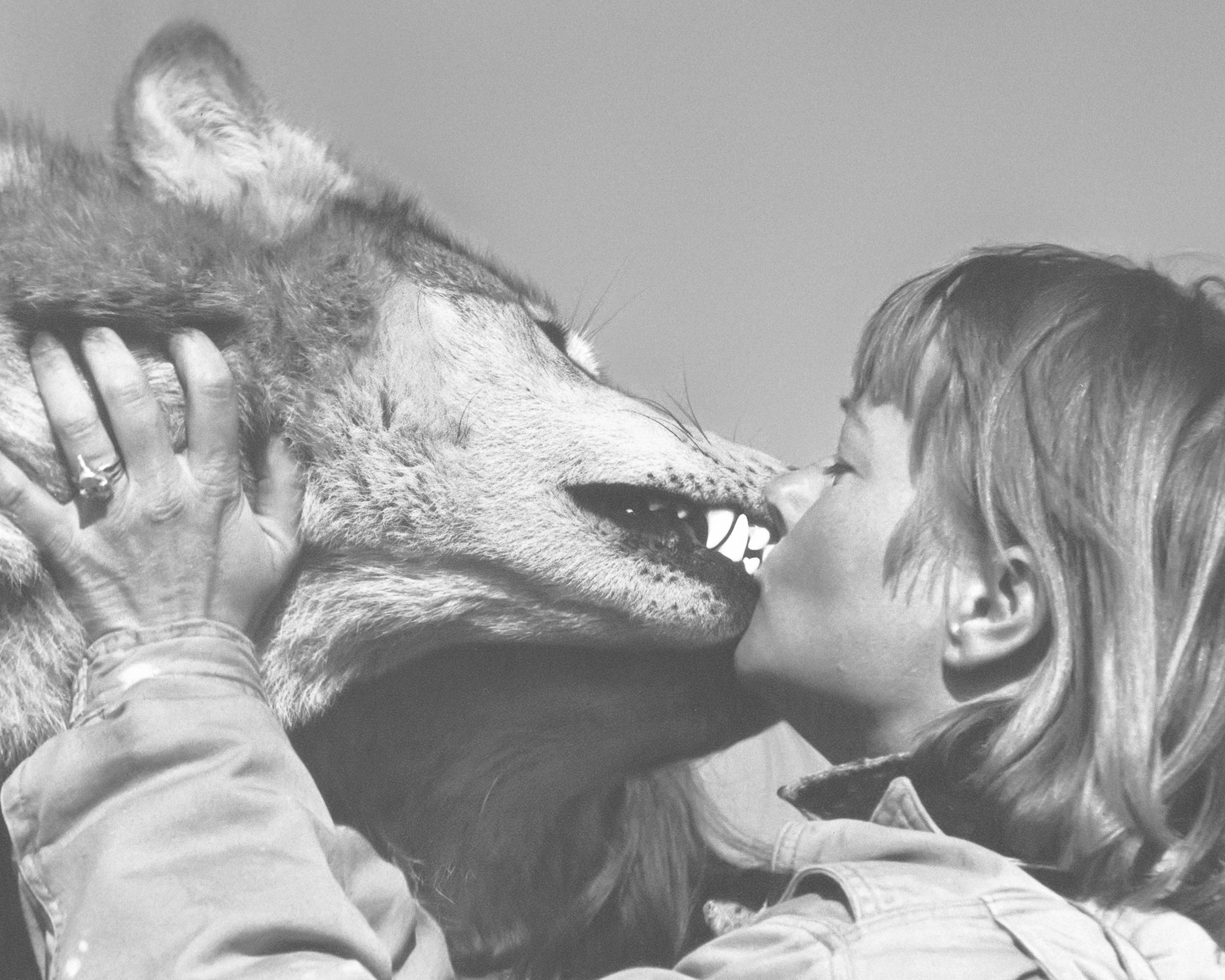 Introduction How I Kissed a Wolf and Became Addicted Theres a first time for - photo 3