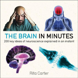 Rita Carter The brain in minutes