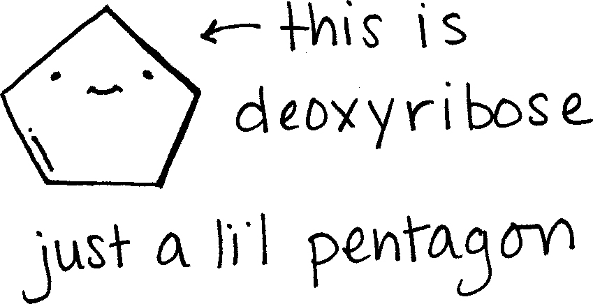 Now lets get to that ribose bit I mentioned Ribose and deoxyribose are sugars - photo 4