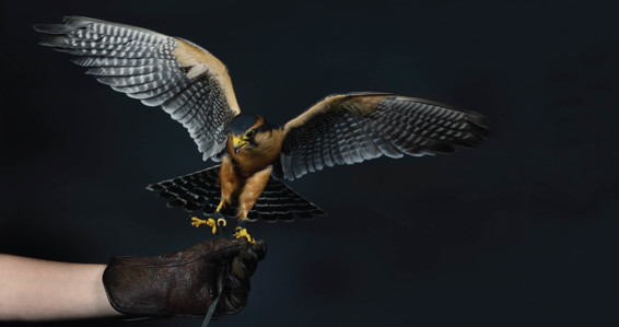 Raptors Birds of Prey - photo 2