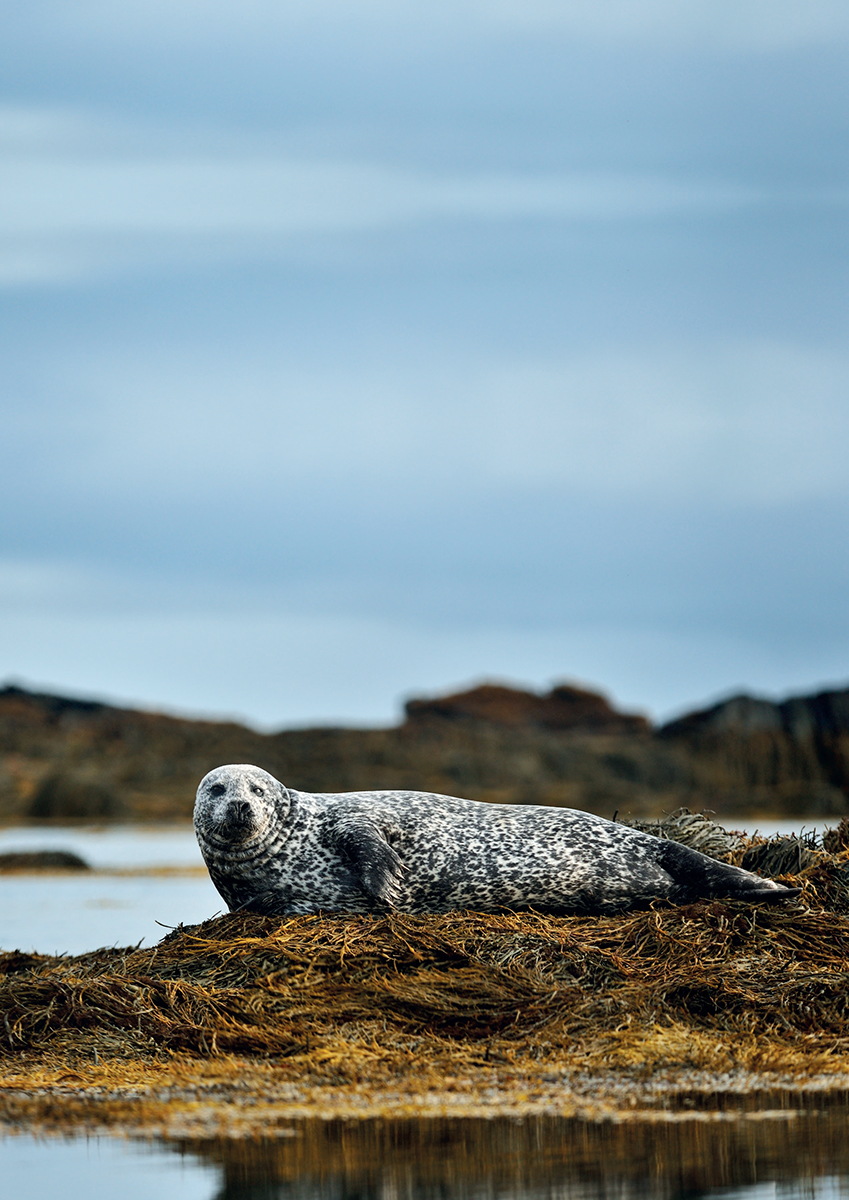 Twisting and turning effortlessly in their underwater world seals are champion - photo 4