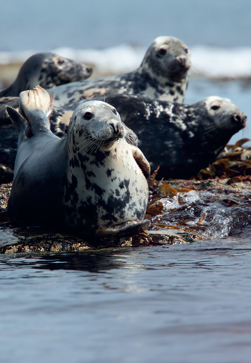 Resting on remote and undisturbed shores Common Seals are a picture of relaxed - photo 5