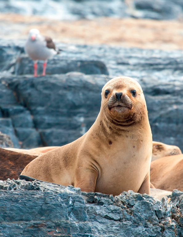 South American Sea Lions Otaria flavescens hauled out on rocks in Patagonia - photo 6