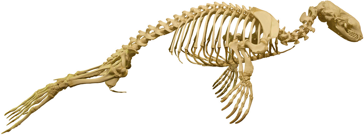 A seals skeleton is designed for flexibility Unlike most mammals they do not - photo 7