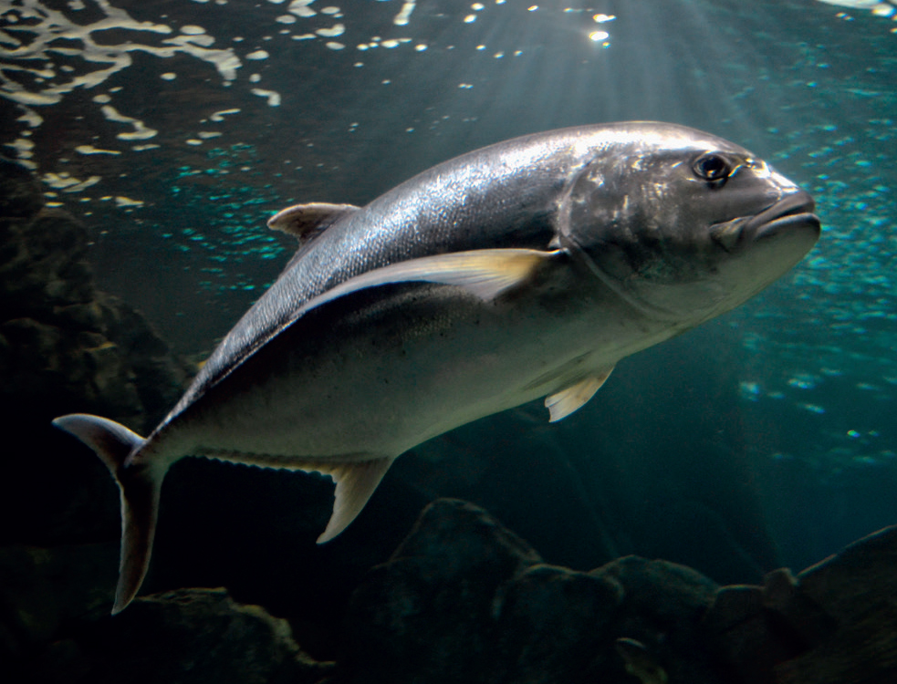 Seals have a similar streamlined shape to fast predatory fish such as Bigeye - photo 8