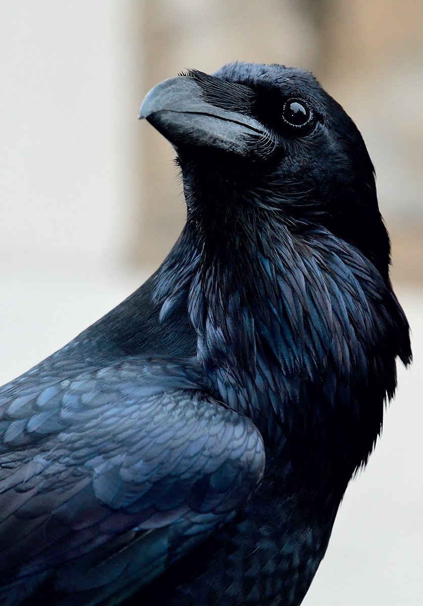 The black plumage intelligent eyes and formidable bill of a Raven exemplify - photo 5