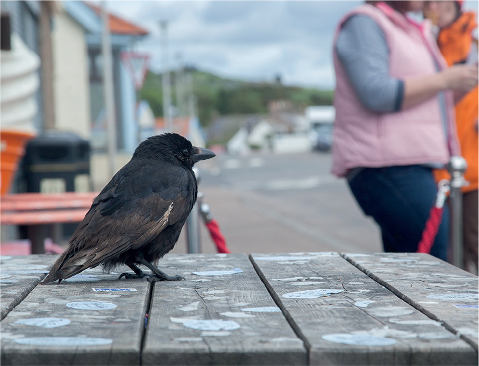 Carrion Crows adapt from an early age to the human environment Given these - photo 6