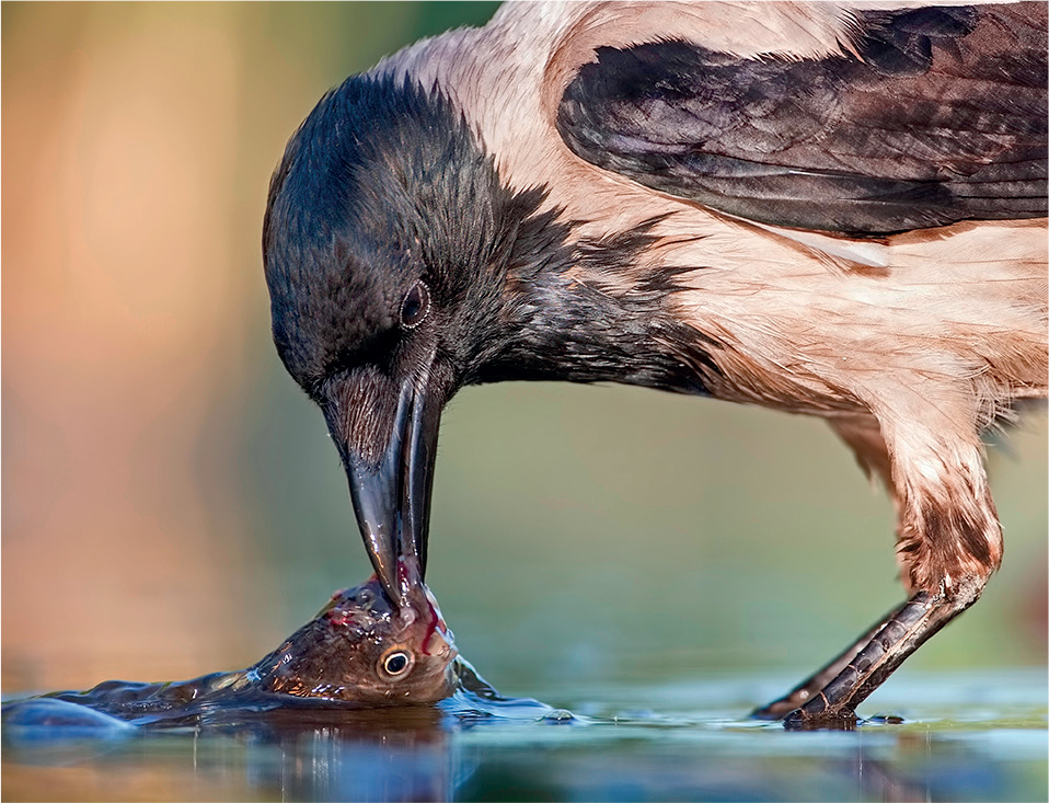 This opportunistic Hooded Crow has captured a fish It is crows appetites that - photo 7