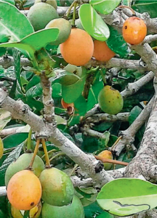 Garcinia livingstonei Fruit is used for treating mumps Root infusion is used - photo 4