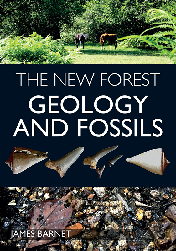 NEW FOREST geology and fossils - image 1