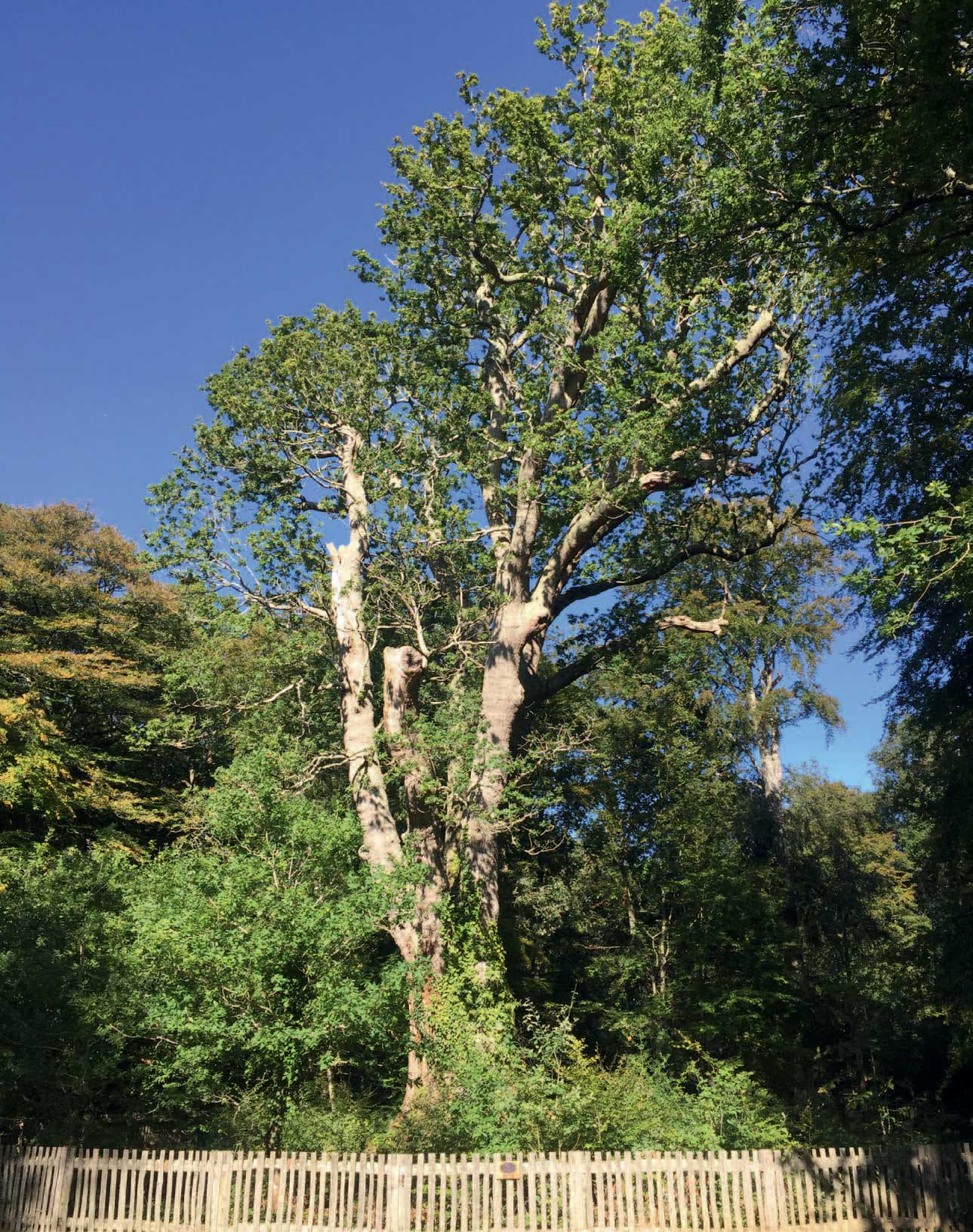 Fig 2 The Knightwood Oak is over 500 years old and as the oldest tree in the - photo 5