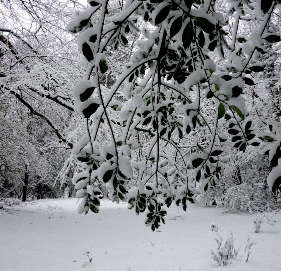 Fig 4 Fleeting snowfalls such as this one in January 2013 can transform the - photo 7