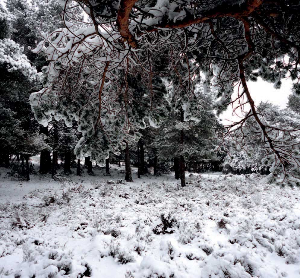 Fig 5 A heavy snowfall in January 2013 coats every branch in this small pine - photo 8