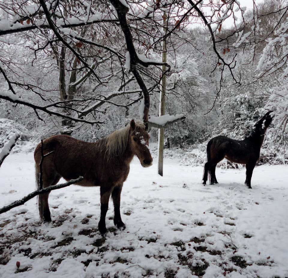 Fig 6 Winter can be a challenging time for the resident New Forest ponies - photo 9