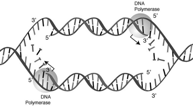 FIGURE A2 A high-level view of DNA replication The double helix is unwound - photo 2