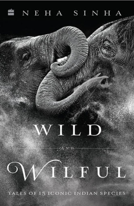 Neha Sinha - Wild And Wilful