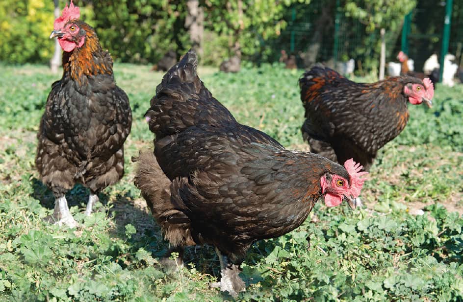 Marans varieties are in high demand due to their striking colors The French - photo 6