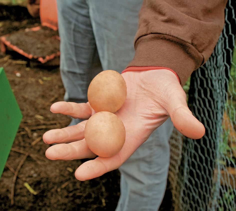 A family can have a constant supply of fresh eggs with just a few chickens - photo 7