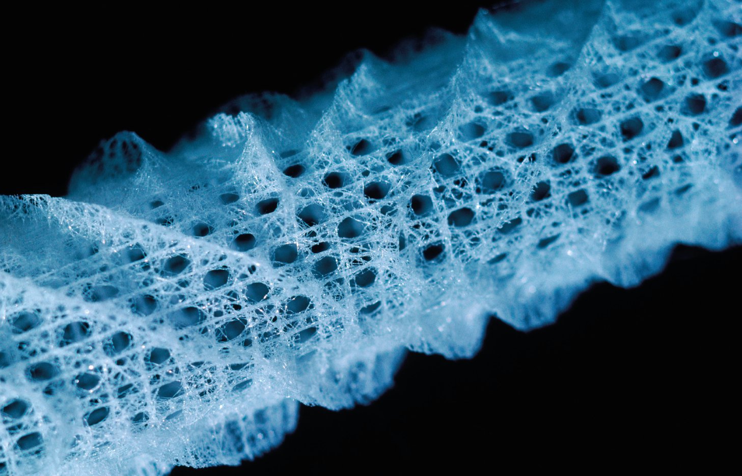 This incredible natural lace about 10 centimeters long and 3 centimeters wide - photo 2